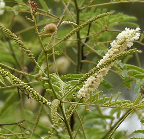 Acacia Catechu Extract (Black Cutch/Kattha)