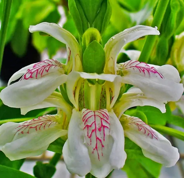 Adhatoda Vasica Extract (Vasaka)